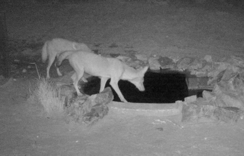 Coyotes